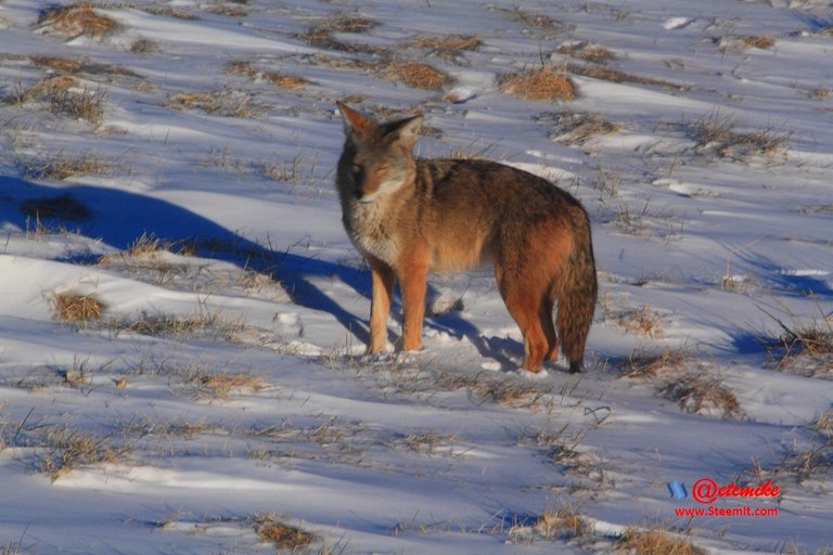 coyote IMG_0165.JPG