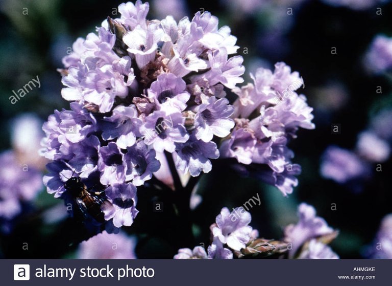 neelakurinji-in-eravikulam-national-park-kerala-AHMGKE.jpg