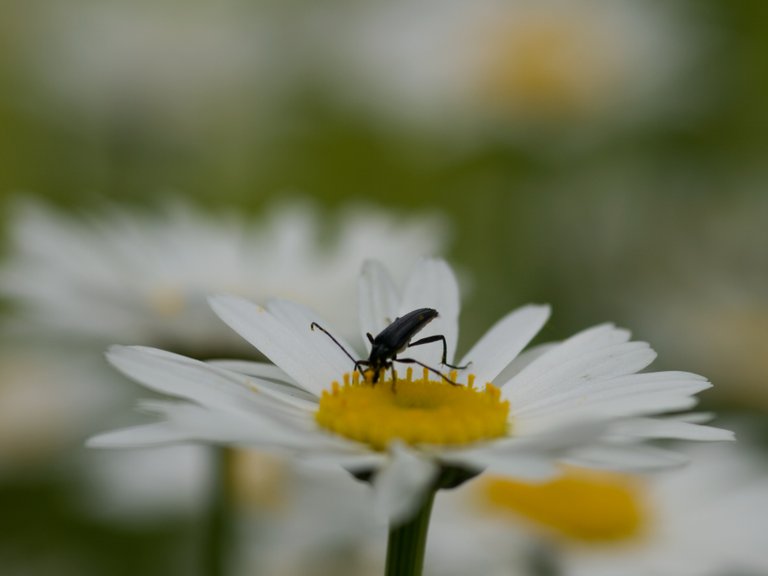 2018-09-22-Longhorn-Beetle.jpg