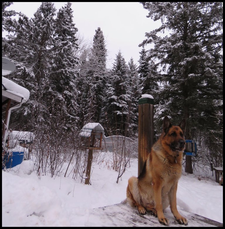 Bruno sitting on deck snowy evergreens behind.JPG