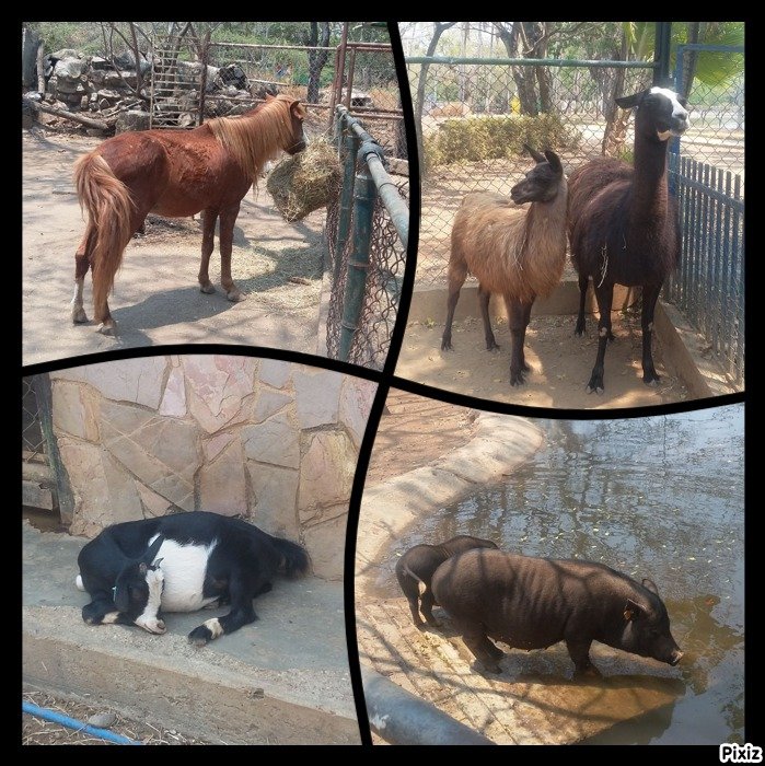 zoologico de contacto pony llama cabra y cochino.jpg