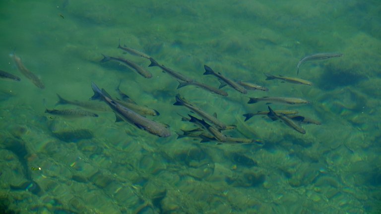 Kotor-fish-DSCF2131-fs_crfs-steemit.jpg