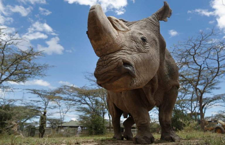 muere-sudan-el-ultimo-ejemplar-de-rinoceronte-macho-blanco-del-mundo.jpg