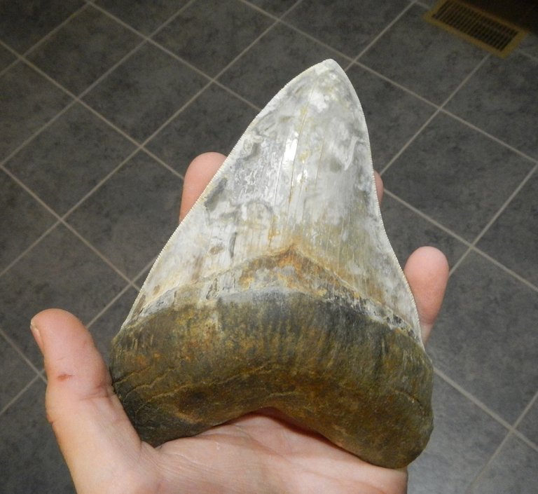 Large fossil megalodon shark tooth formed by permineralzation.jpg