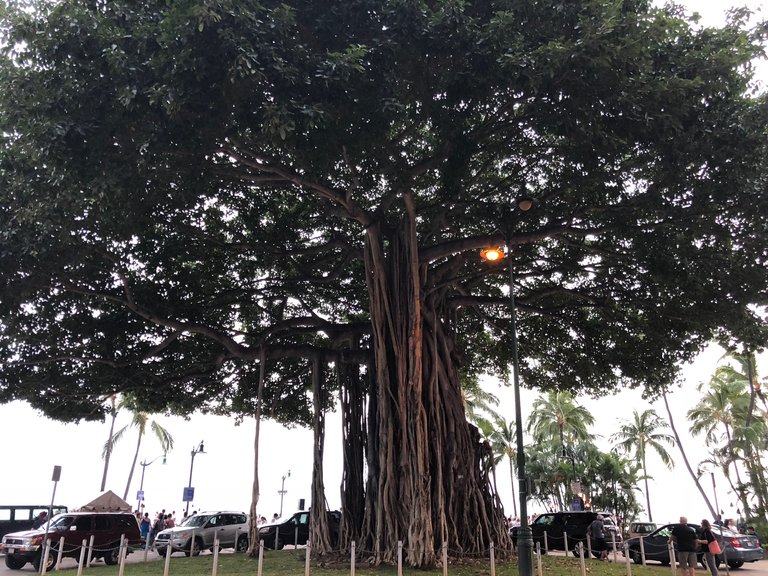 beach tree.jpg