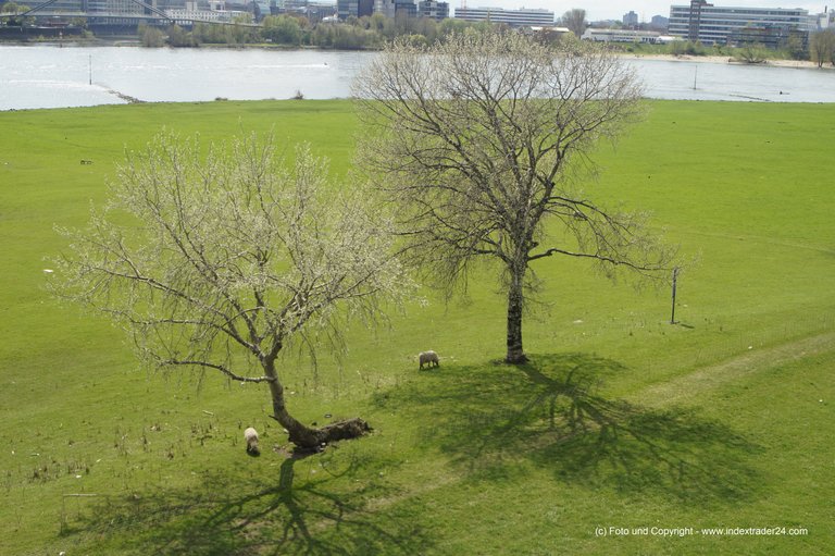 201804 Bäume am Rhein Oberkassel Düsseldorf Pflanzliche Intelligenz.jpg