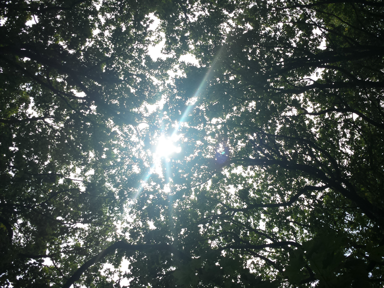 Sun through trees.png