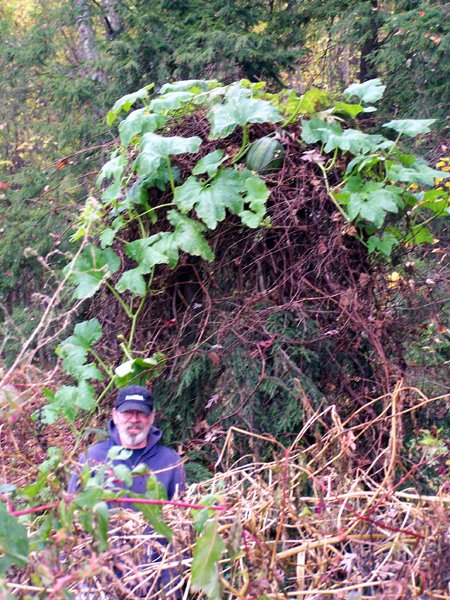 Pumpkin in spruce with David1 crop Oct. 2011.jpg