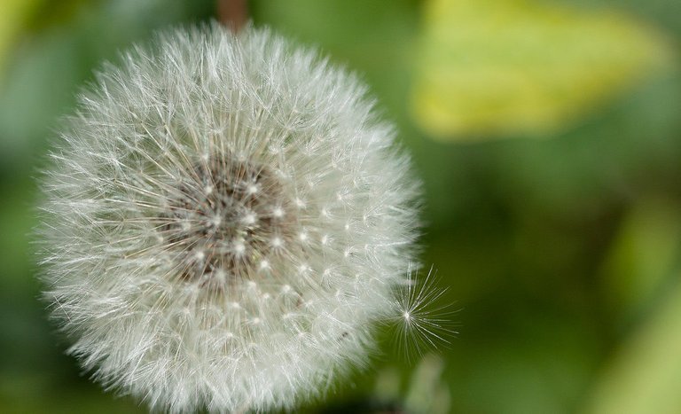 5693226519-dandelion (FILEminimizer).jpg