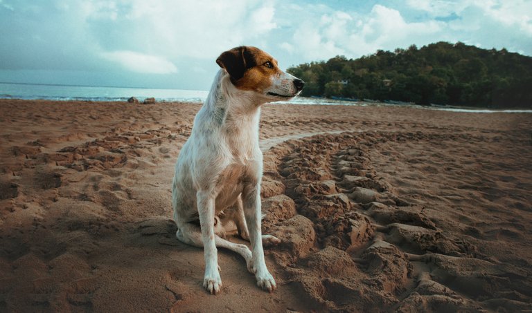 Doggy On The Beach.jpg