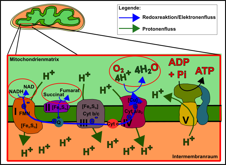 Fig.2 Atmungskette.png