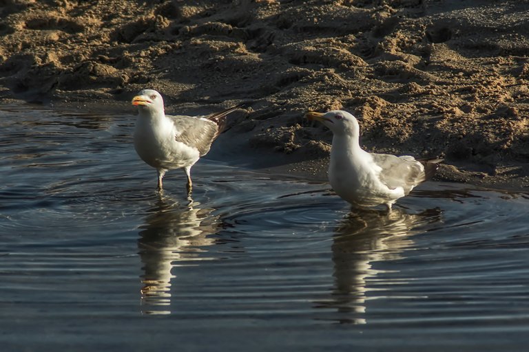 DSC_7012.jpg