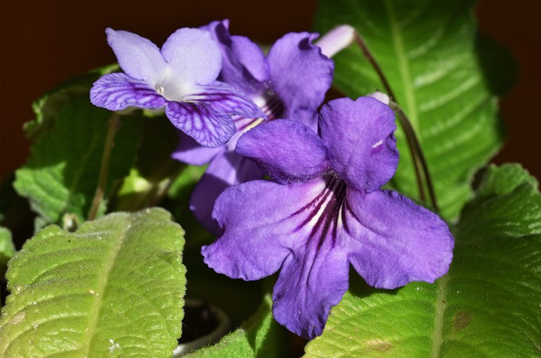 Streptocarpus mom baby 1.jpg