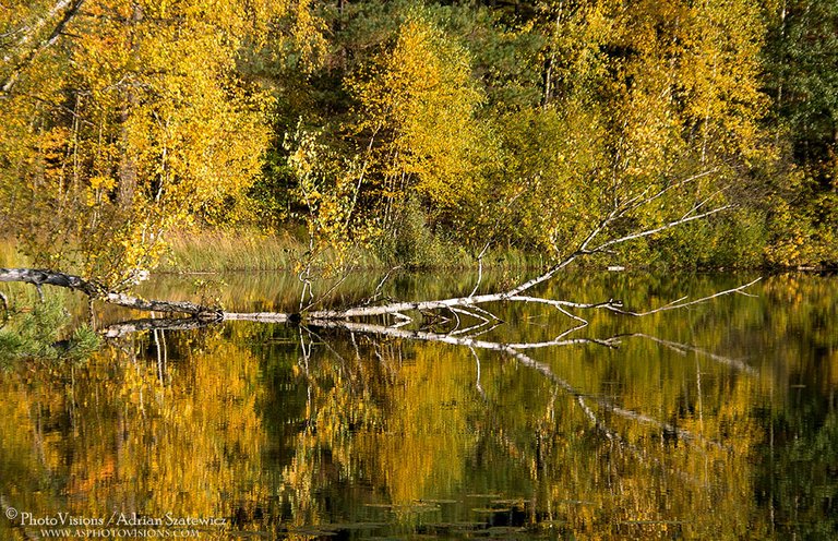 PA020-Mirrored_autumn.jpg