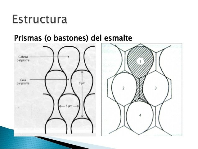 esmalte-y-amelogenesis-28-638.jpg