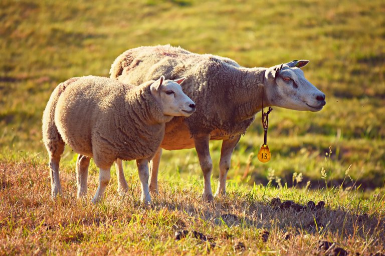 sheep-3562868_1920.jpg