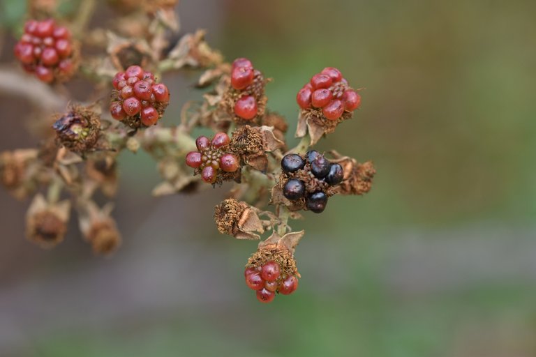 blackberry fruits 2.jpg