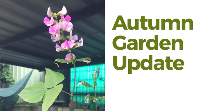 Autumn Garden Update