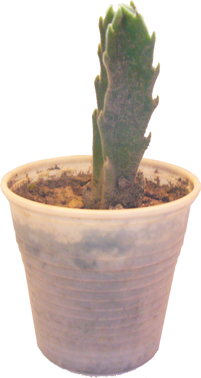 planta 4.png