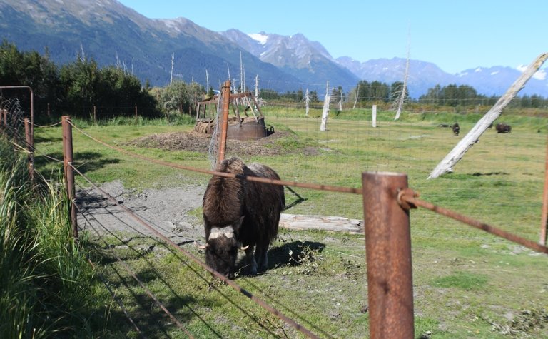 359 muskox.jpg