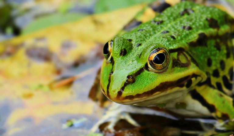 frog-1530803_1920.jpg