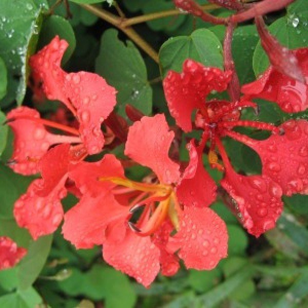 Bauhinia-Galpinii-Red-Orchid-Bush---600x600.jpg