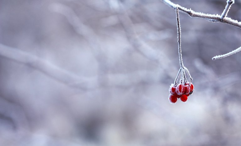 berries-blur-cold-64705.jpg