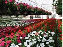 United States Floriculture Market Report 2018.jpg