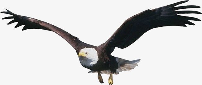 5627042-bald-eagle-png-free-download-best-bald-eagle-png-on-clipartmagcom-eagle-fly-png-650_273_preview.jpg