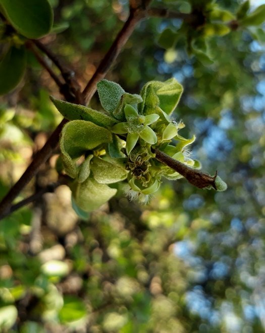 mountain medlar.jpg