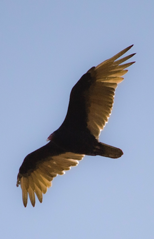 Raptor 3.png