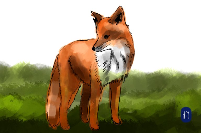 fox(432).jpg