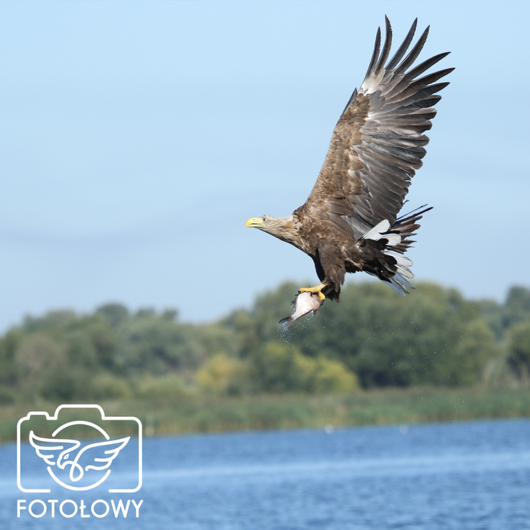 20180830-OneDayOneEagel-stepnica-janusz-gancarczyk-fotolowy-orly-z-bliska.png