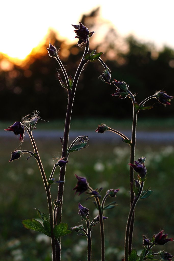 5708312014-flower-in-the-backlight (FILEminimizer).jpg