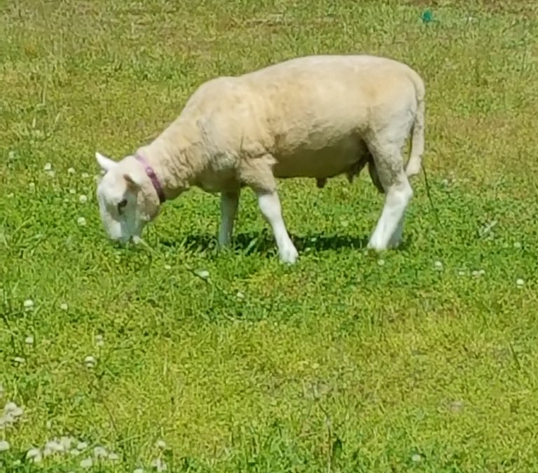 Sheep3.jpg