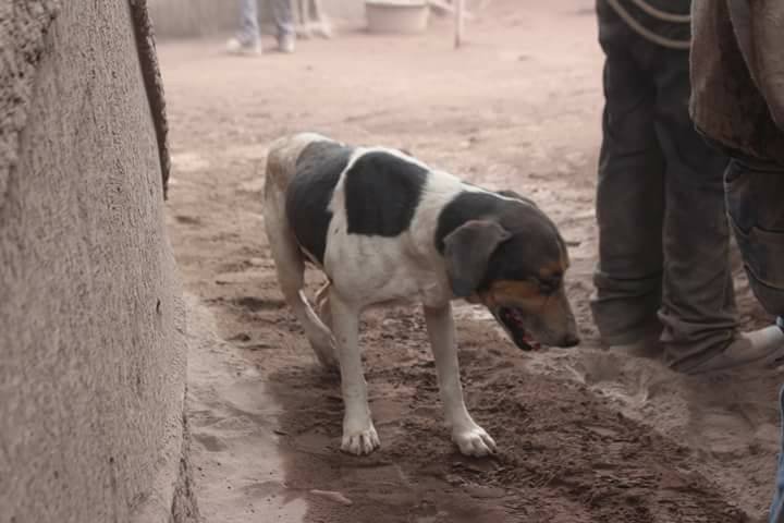 La-triste-historia-del-perrito-que-guió-a-los-rescatistas-donde-estaban-sus-amos-3.jpg