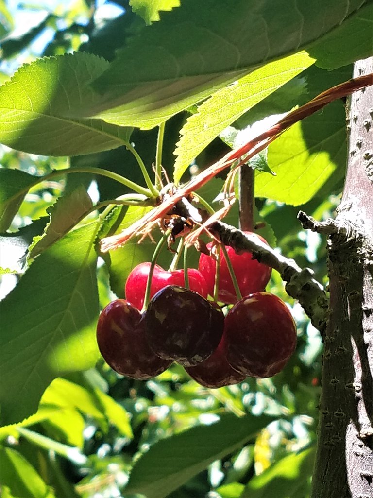 Cherries.jpg