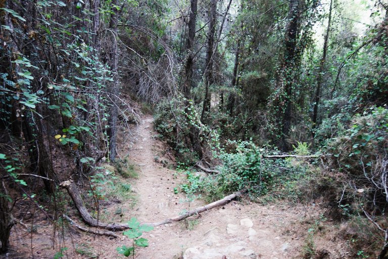 forest path 2.JPG