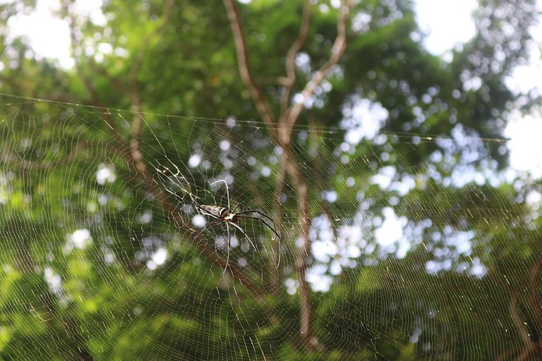 spinne-urwald-2018-08-03.jpg