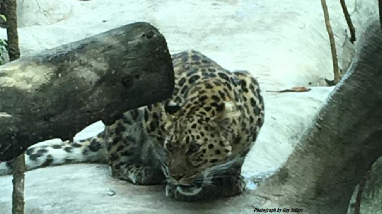 Photograph-by-Guy-Sellars-Big Cat-Santa Barbara Zoo - February 2019.png