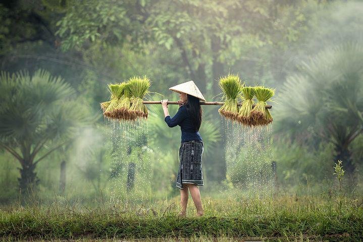 harvesting-1822578__480.jpg