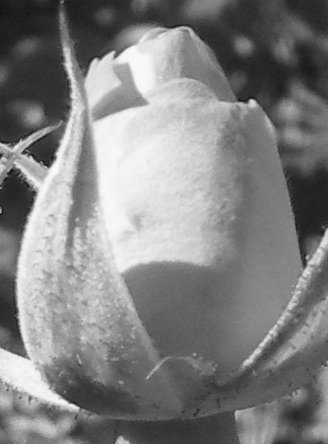 rose buds grey scale detail.jpg