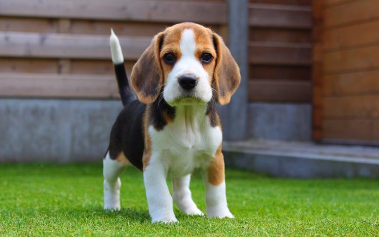 beagle-cachorro-1080x675.jpg