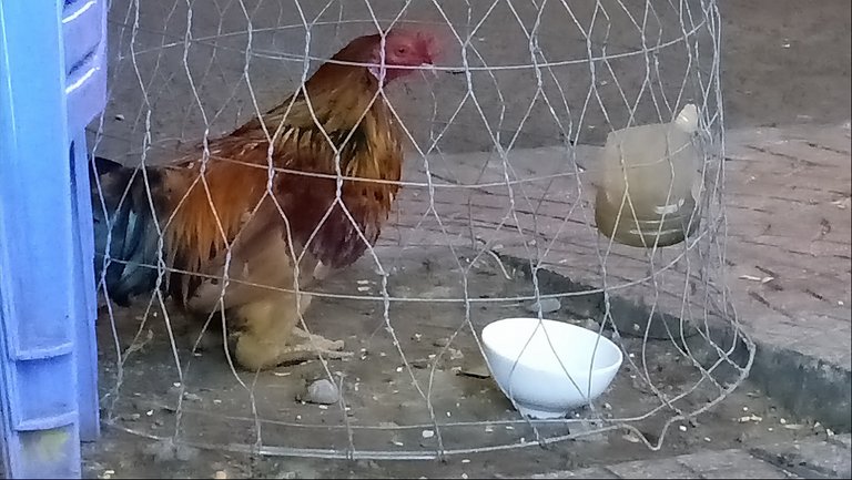 2016-11-23 - Wednesday - 04:41 AM - Chicken in Cage 15168707_1803405719941177_3860187072402976047_o.jpg