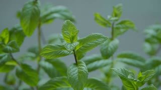 videoblocks-useful-plant-mint-leaves-of-a-plant_solljctgfw_thumbnail-small01.jpg