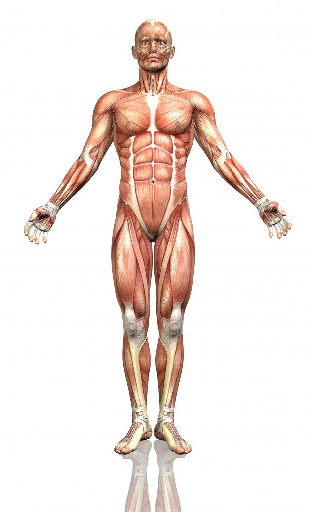 human-body-frontal_1048-5345.jpg