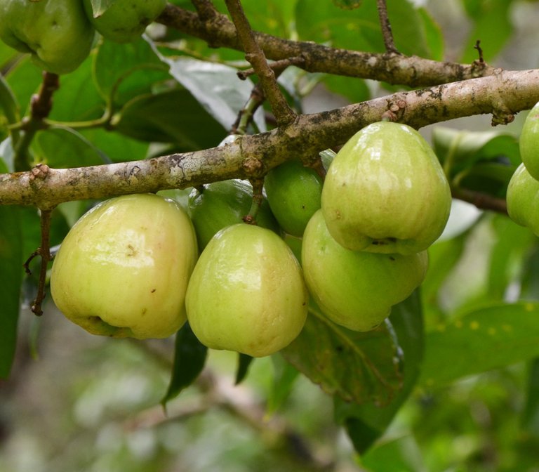 syzygium-malaccense-white__80562.1563570163.1280.1280 (1).jpg