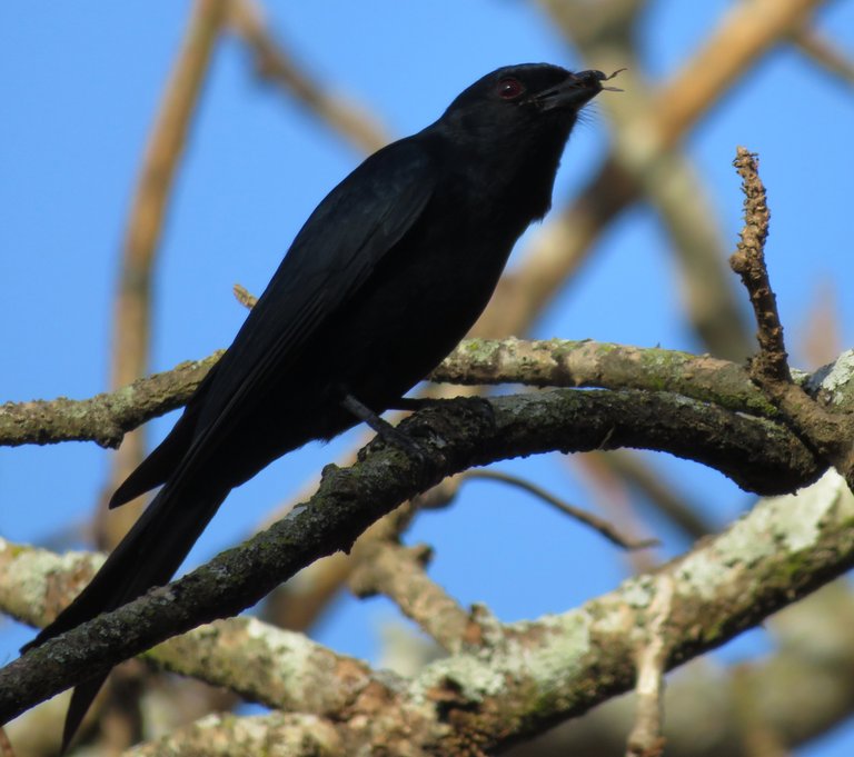 0713-Drongo_Insect.jpg