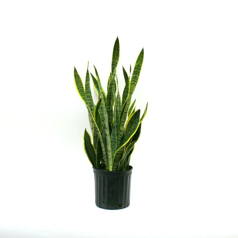 snake plant 2.jpg