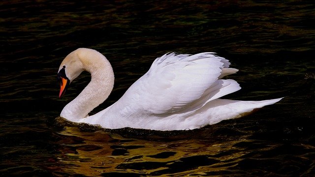 swan-3362537_640.jpg